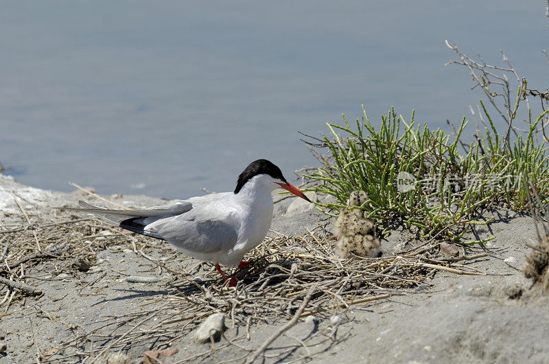 普通燕鸥(Sterna hirundo)